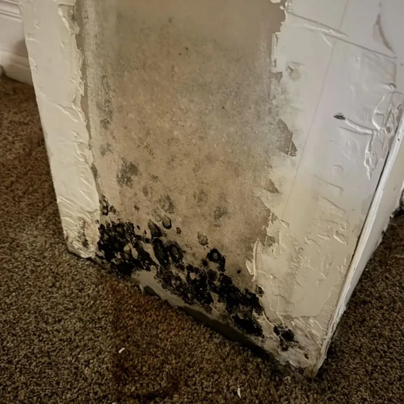 Professional Mold Removal in King William County, VA